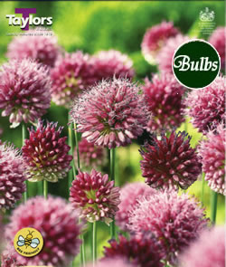 Allium Sphaerocephalon Bulbs - Blooming Value Miscellaneous Range