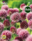 Allium Sphaerocephalon Bulbs - Blooming Value Miscellaneous Range