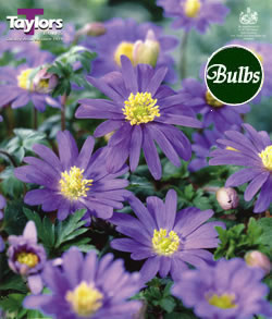 Anemone Blanda Blue Bulbs - Blooming Value Miscellaneous Range