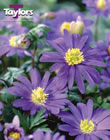 Anemone Blanda Blue Bulbs - Blooming Value Miscellaneous Range