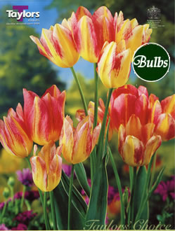 Antoinette Multi Headed Tulip Bulb