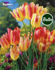 Antoinette Multi Headed Tulip Bulb