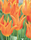 Ballerina Tulip Bulbs