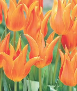 Ballerina Tulip Bulbs
