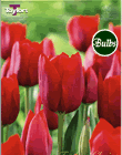 Bastogne - Cottage Garden Tulip Bulb
