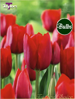 Bastogne - Cottage Garden Tulip Bulb