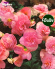 Blushing Star-Fiesta Begonia Bulb