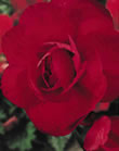 Begonia Double Red Bulbs