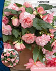 Begonia Cascade Bulbs - Florence