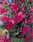Begonia Pendula Pink Bulbs (Pack of 3)