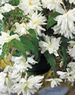 Begonia Pendula White Bulbs - Pack of 3