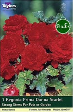 Scarlet-Prima Donna Begonia Bulb