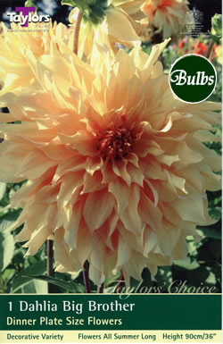 Big Brother Dahlia Bulbs