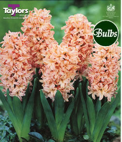 Hyacinth Gypsy Queen Bulbs - Blooming Value Hyacinth Range