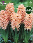 Hyacinth Gypsy Queen Bulbs - Blooming Value Hyacinth Range