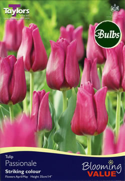 Tulip Passionale Bulbs - Blooming Value Tulip Range