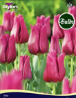 Tulip Passionale Bulbs - Blooming Value Tulip Range