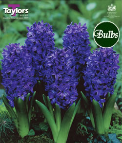 Hyacinth Peter Stuyvesant Bulbs - Blooming Value Hyacinth Range