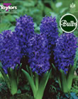 Hyacinth Peter Stuyvesant Bulbs - Blooming Value Hyacinth Range