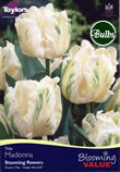 Tulip Madinna Bulbs - Blooming Value Tulip Range