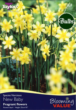 Narcissi New Baby Bulbs - Blooming Value Narcissi Range