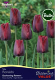 Tulip Ronaldo Bulbs - Blooming Value Tulip Range