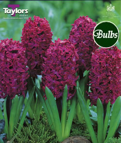 Hyacinth Woodstock Bulbs - Blooming Value Hyacinth Range