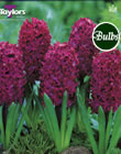 Hyacinth Woodstock Bulbs - Blooming Value Hyacinth Range