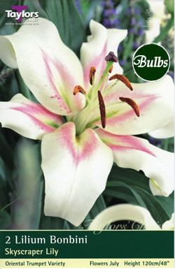 Bonbini Oriental Trumpet Lily Bulb