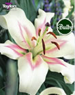 Bonbini Oriental Trumpet Lily Bulb