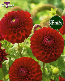 Boom Boom Red  Dahlia Tuber