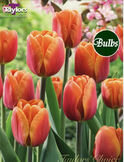 Brown Sugar - Cottage Garden Tulip Bulb