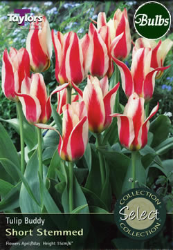 Buddy Tulip Bulbs - Select Premium Variety