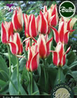 Buddy Tulip Bulbs - Select Premium Variety