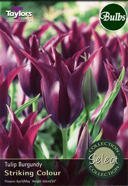 Burgundy Tulip Bulbs - Select Premium Variety