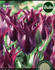Burgundy Tulip Bulbs - Select Premium Variety