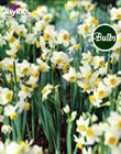 Narcissi Canaliculatus Bulbs - Blooming Value Narcissi Range