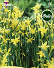 Narcissi Hawera Bulbs - Blooming Value Narcissi Range
