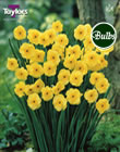 Narcissi Sun Disc Bulbs - Blooming Value Narcissi Range