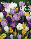 Crocus Large Flowering Mixed Bulbs - Blooming Value Crocus Range