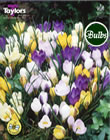 Crocus Species Mixed Bulbs - Blooming Value Crocus Range