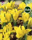 Iris Danfordiae Bulbs - Blooming Value Miscellaneous Range