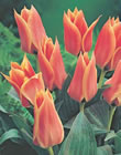 Calypso Tulip Bulbs