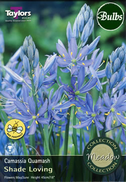 Quamash Camassia Bulbs - Native, Woodland & Meadow Variety