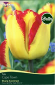 Cape Town Tulip Bulbs