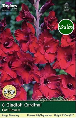 Cardinal Gladioli Bulbs
