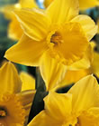 Narcissi Bulbs - Carlton