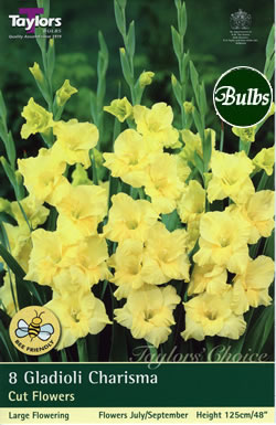 Charisma Gladioli Bulbs