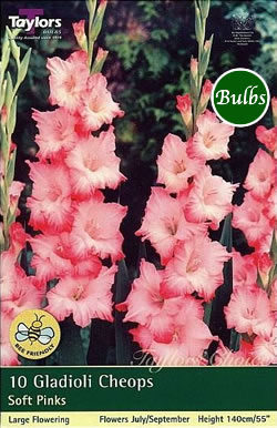 Cheops Gladioli Bulbs