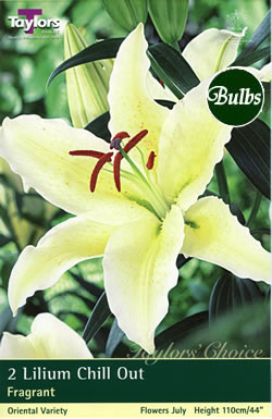 Chill Out Lily Bulb